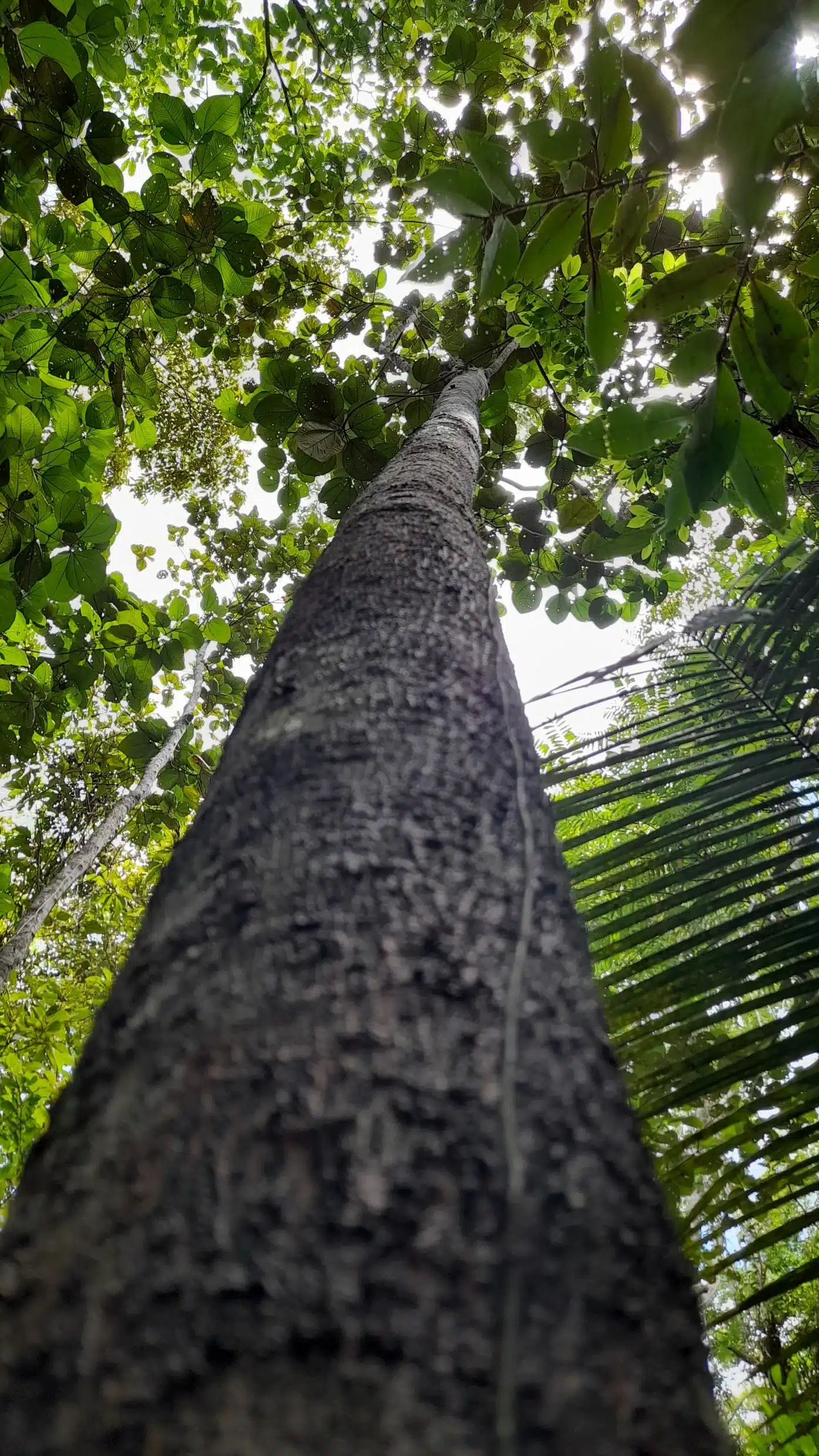Aruanã I - Tero Carbon